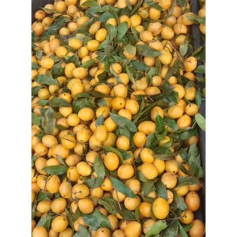 BUAH KUNDANG MADU (1KG) | Shopee Malaysia