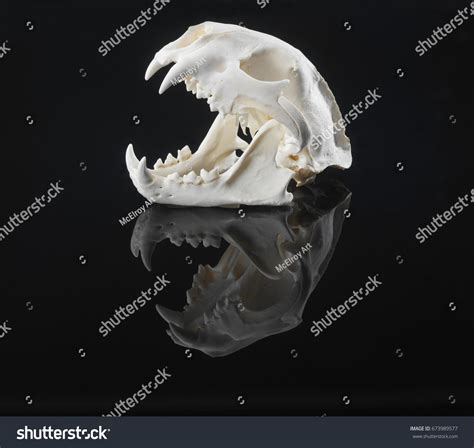 2,460 Puma teeth Images, Stock Photos & Vectors | Shutterstock