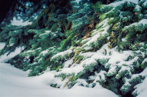 Premium Photo | Evergreen trees in winter