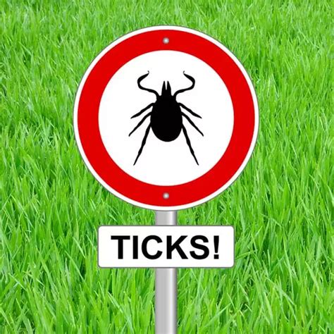 Tick Prevention for Dogs and Cats in Oakland, CA | Thornhill Pet Hospital