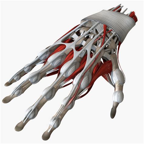 3d model of anatomy human hand