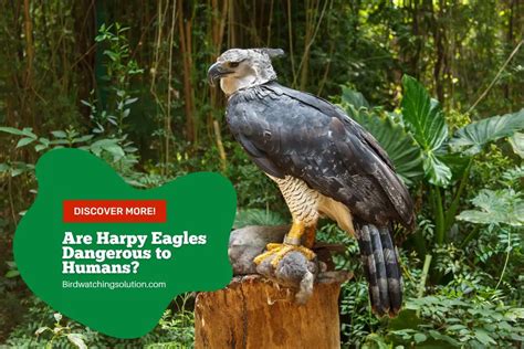 Are Harpy Eagles Dangerous to Humans? Facts Revealed - Birdwatching ...