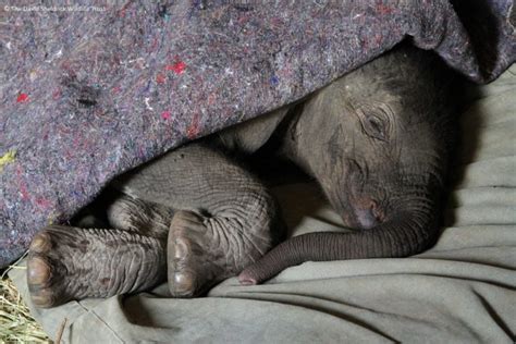 Why It’s So Important to Understand How Elephants Sleep - SAPeople ...