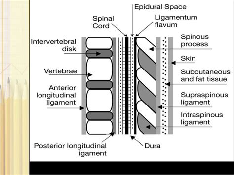 Anatomy of epidural space | PPT