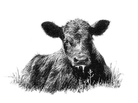 Registered Black Angus of LEE County ------ Clipart | Farm animal ...