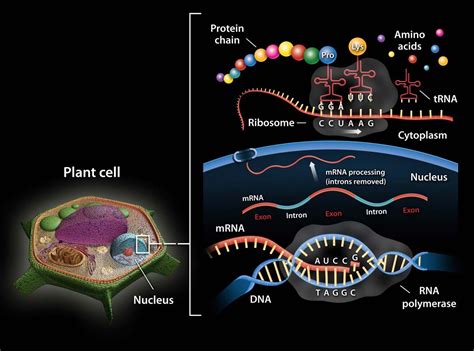 Ribosomal RNA (rRNA) | Definition & Function | Britannica