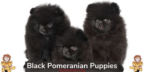 Black Pomeranian Dogs: Complete Breed Information