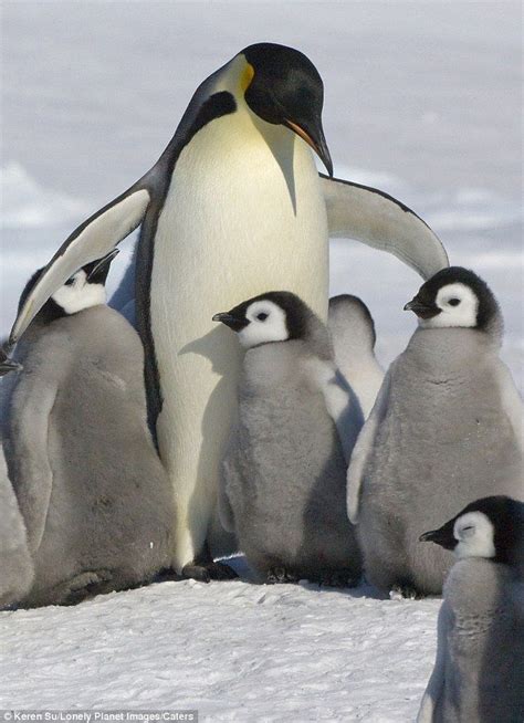 I'll keep you warm: A penguin keeps her young close in the frozen wastes of Antarctica Penguin ...