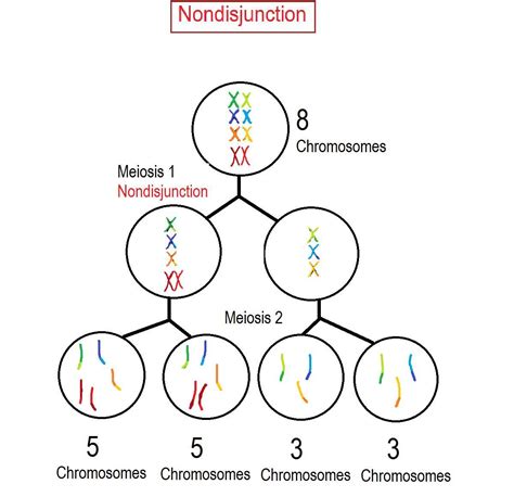 If a cell has a diploid number of 8 (2n = 8) before meiosis, how many ...