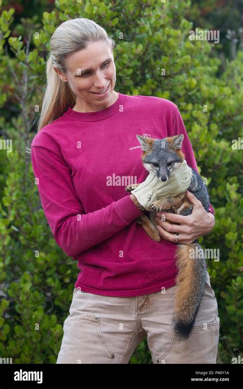 Santa Catalina Island Fox (Urocyon littoralis catalinae) biologist, Julie King, carrying fox ...
