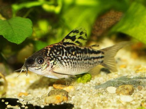 Corydoras Catfish - Habitat, Care, Feeding, Tank Size, Breeding - Aqua49