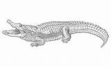 Alligator Nile Printable Colouring Alligators Ce1 Crocodiles  sketch template