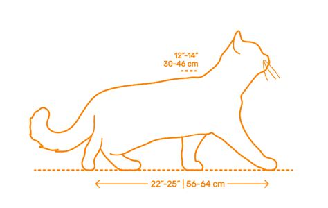 Cat Side View Drawing The purpose is to convey all the information necessary for manufacturing a ...