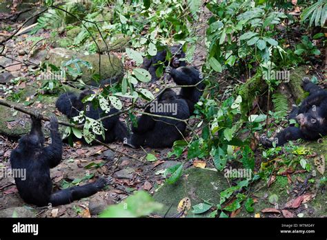 Chimpanzee fight hi-res stock photography and images - Alamy