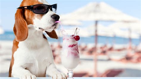 Desktop Wallpaper Beagle, Dog, Drinks, Summer, Holiday, Funny, Sunglasses, Hd Image, Picture ...