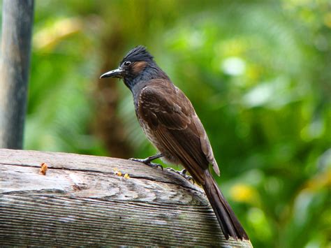 Geotripper's California Birds: A Bunch of Bulbul: Invasive Species on Oahu