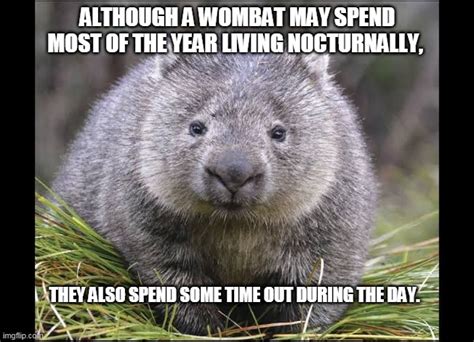 wombat Memes & GIFs - Imgflip