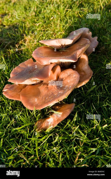 Cortinarius melinus (?): flat brown coloured mushroom fungus growing on ...