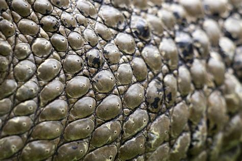 Crocodile Skin Saltwater - Free photo on Pixabay