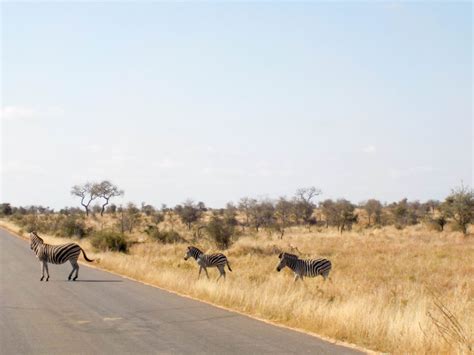 Amazing safari in the Kruger National Park - Marshmallow Travels