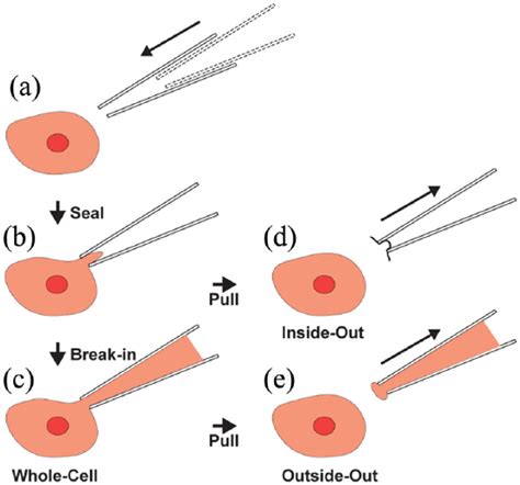 Progress in automating patch clamp cellular physiology - Luca A ...