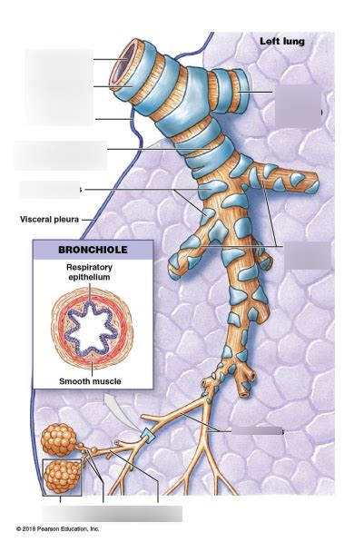 Bronchioles Diagram | Quizlet