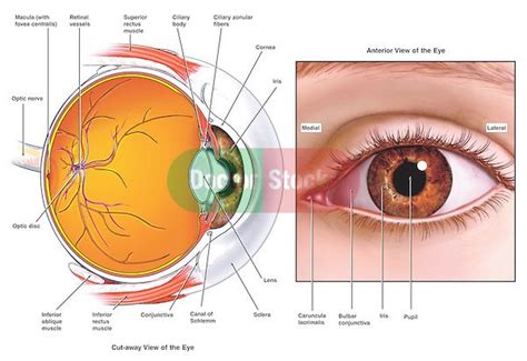 Eye Anatomy Conjunctiva Sclera