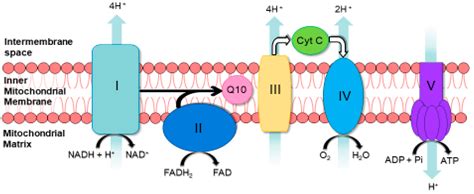 IJMS | Free Full-Text | The Biochemical Assessment of Mitochondrial Respiratory Chain Disorders