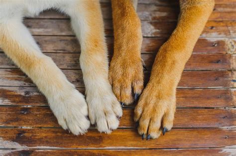 Common Nail Injuries in Dogs - The Upper Pawside