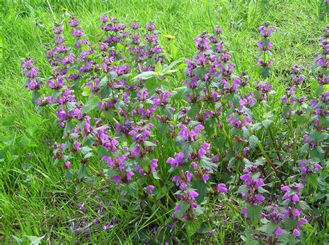 Lamium maculatum (L.) L. | Plants of the World Online | Kew Science