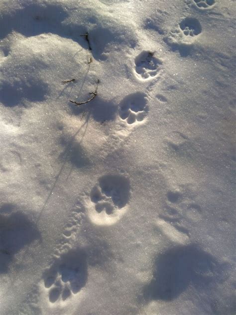 Snow tracking of the remnant lynx in Slovenian forests - Life lynx