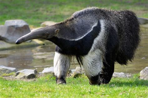 🔥 Giant Anteater : NatureIsFuckingLit