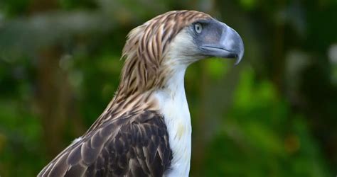 Philippine Eagle | The Animal Facts | Appearance, Diet, Habitat, Lifespan