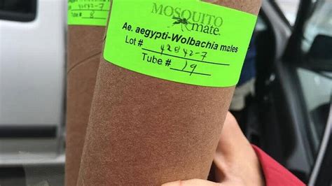 Wolbachia mosquitoes released in Lower Keys | FL Keys News