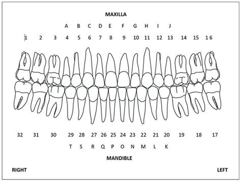 Tooth Numbering System - Focus Dentistry