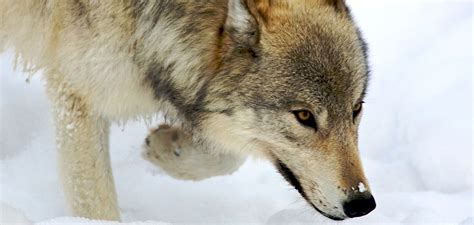 The place to See Wolves in Yellowstone Nationwide Park - Insider N News