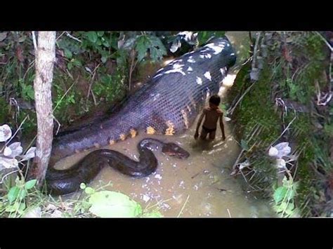 A mourir de rire - Énorme serpent géant trouvé dans la mer rouge - YouTube