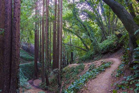 CAA Northern California - Joaquin Miller Park Hike - Alumni, parents, and friends | Cornell ...