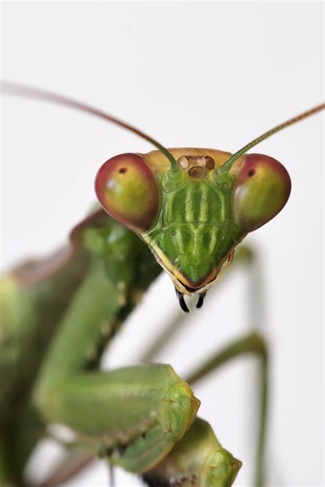 Praying Mantis Nymph Food