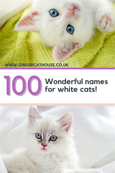 Need helping choosing the perfect name for your white cat? Let us help ...