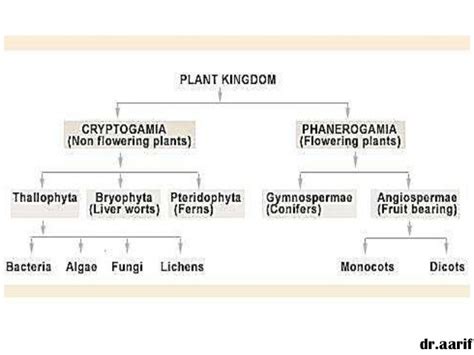 Kingdom plantae