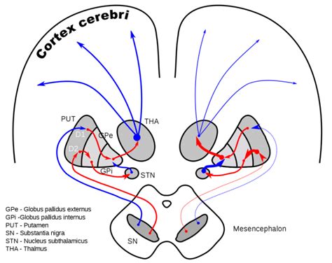 Subthalamic Nucleus | Best Diagram Collection