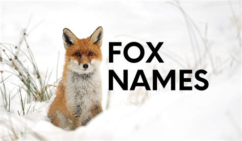 Fox Names: 450+ Clever Fox Names For Inspiration