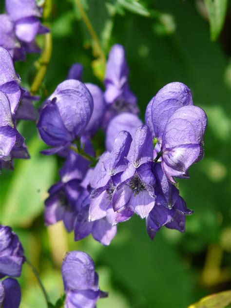 Free Images : flower, purple, petal, garden, violet, aconite, flowering plant, cut flowers ...