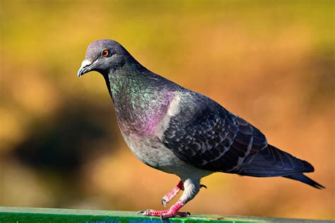 Domestic pigeon - Wikipedia