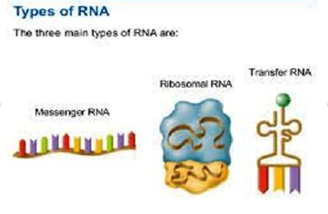 Difference Between mRNA, tRNA and rRNA - KnowsWhy.com