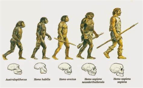 Profe Historia HHCC: Evolución del Ser Humano.