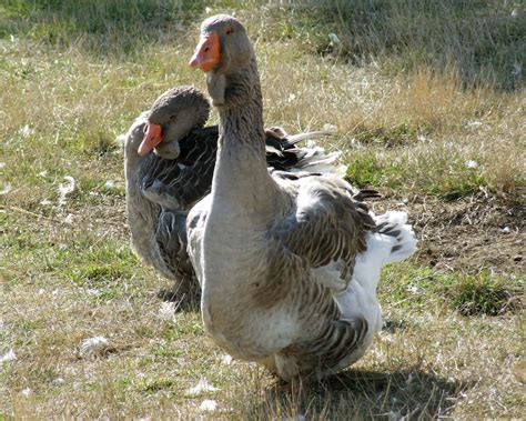 Toulouse (Dewlap) Goose - The Livestock Conservancy