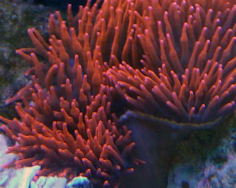 Red Bubble Tip Anemone, Bubble Tip Anemone Store