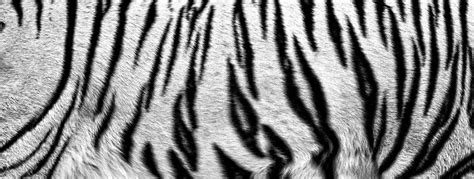 White Tiger Fur Pattern